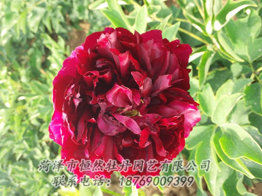 点击查看详细信息<br>标题：红色牡丹 阅读次数：992