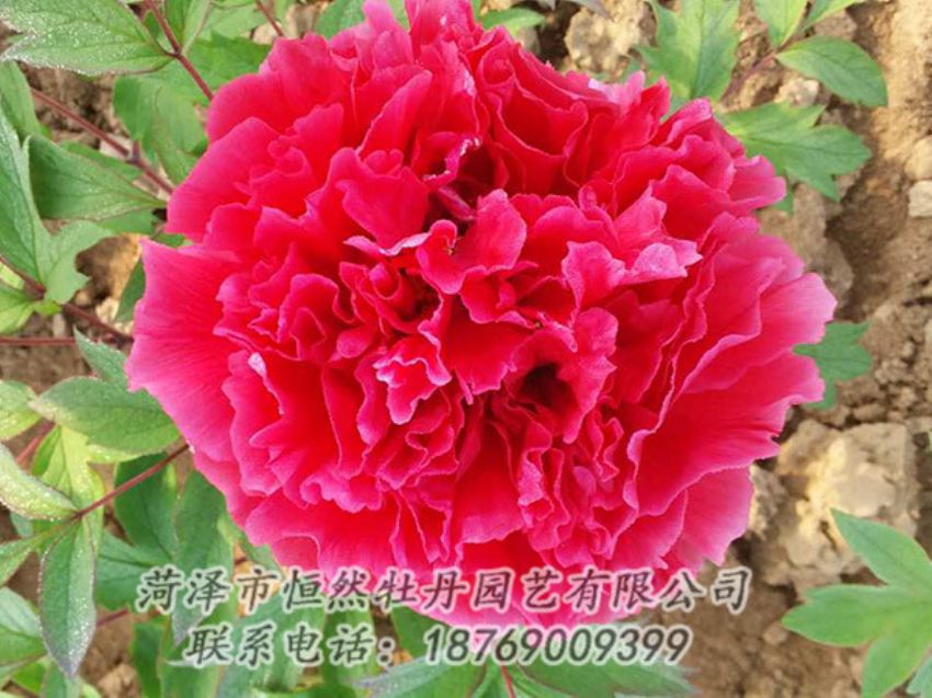 点击查看详细信息<br>标题：红色牡丹 阅读次数：1109