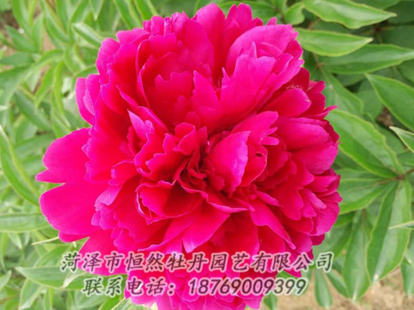 点击查看详细信息<br>标题：红色芍药 阅读次数：1030