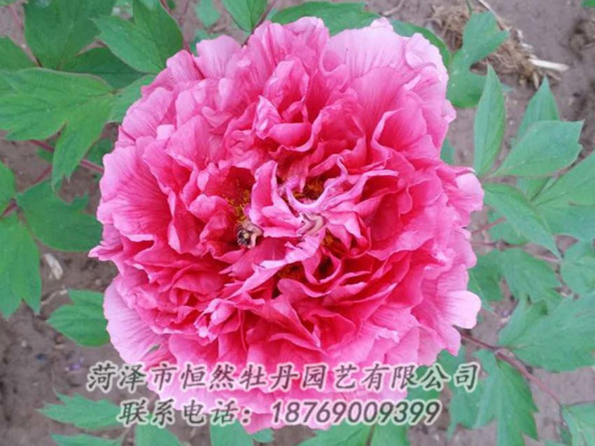 点击查看详细信息<br>标题：红色牡丹 阅读次数：1996