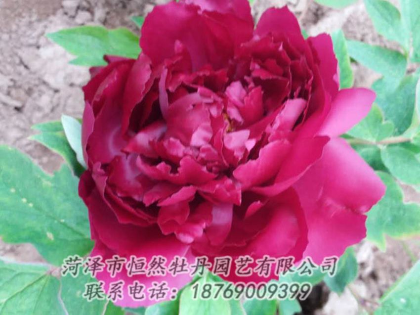 点击查看详细信息<br>标题：红色牡丹 阅读次数：1324