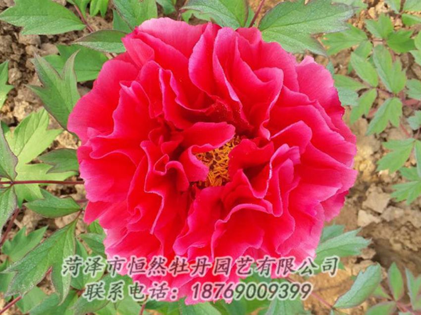 点击查看详细信息<br>标题：红色牡丹 阅读次数：1161