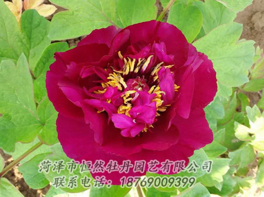 点击查看详细信息<br>标题：红色牡丹 阅读次数：1891