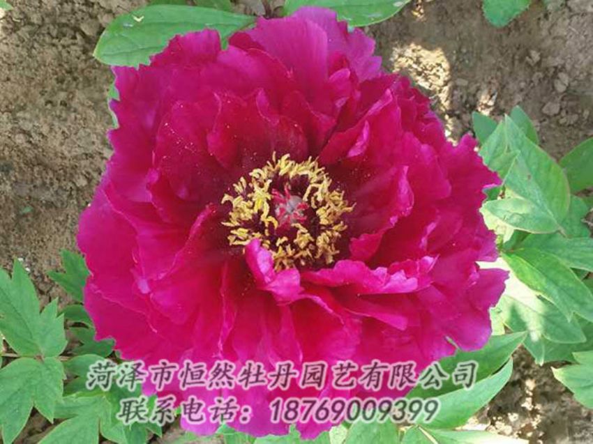 点击查看详细信息<br>标题：红色牡丹 阅读次数：1282