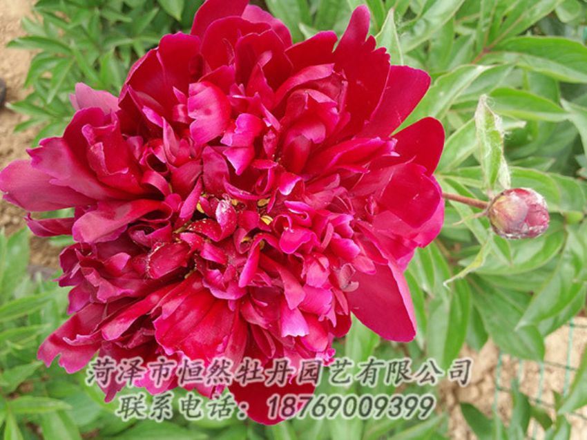 点击查看详细信息<br>标题：红色芍药 阅读次数：1067