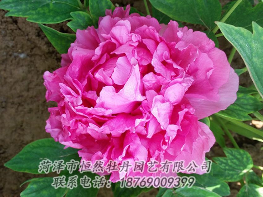 点击查看详细信息<br>标题：红色牡丹 阅读次数：2097