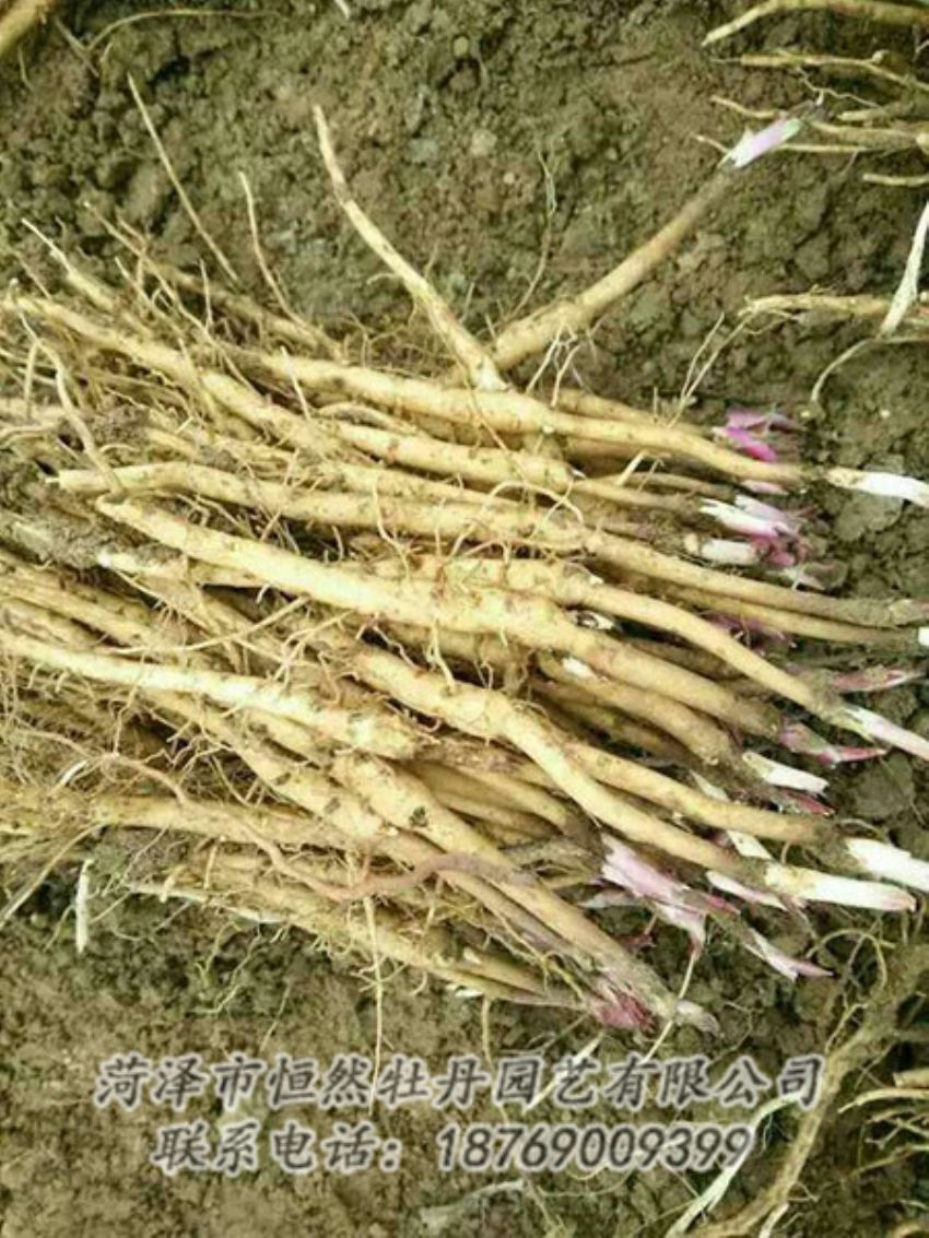 点击查看详细信息<br>标题：牡丹苗 阅读次数：1215