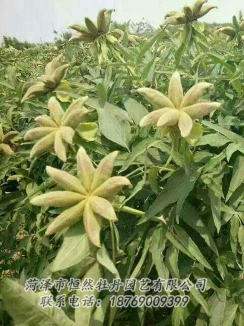 点击查看详细信息<br>标题：油用牡丹 阅读次数：1247
