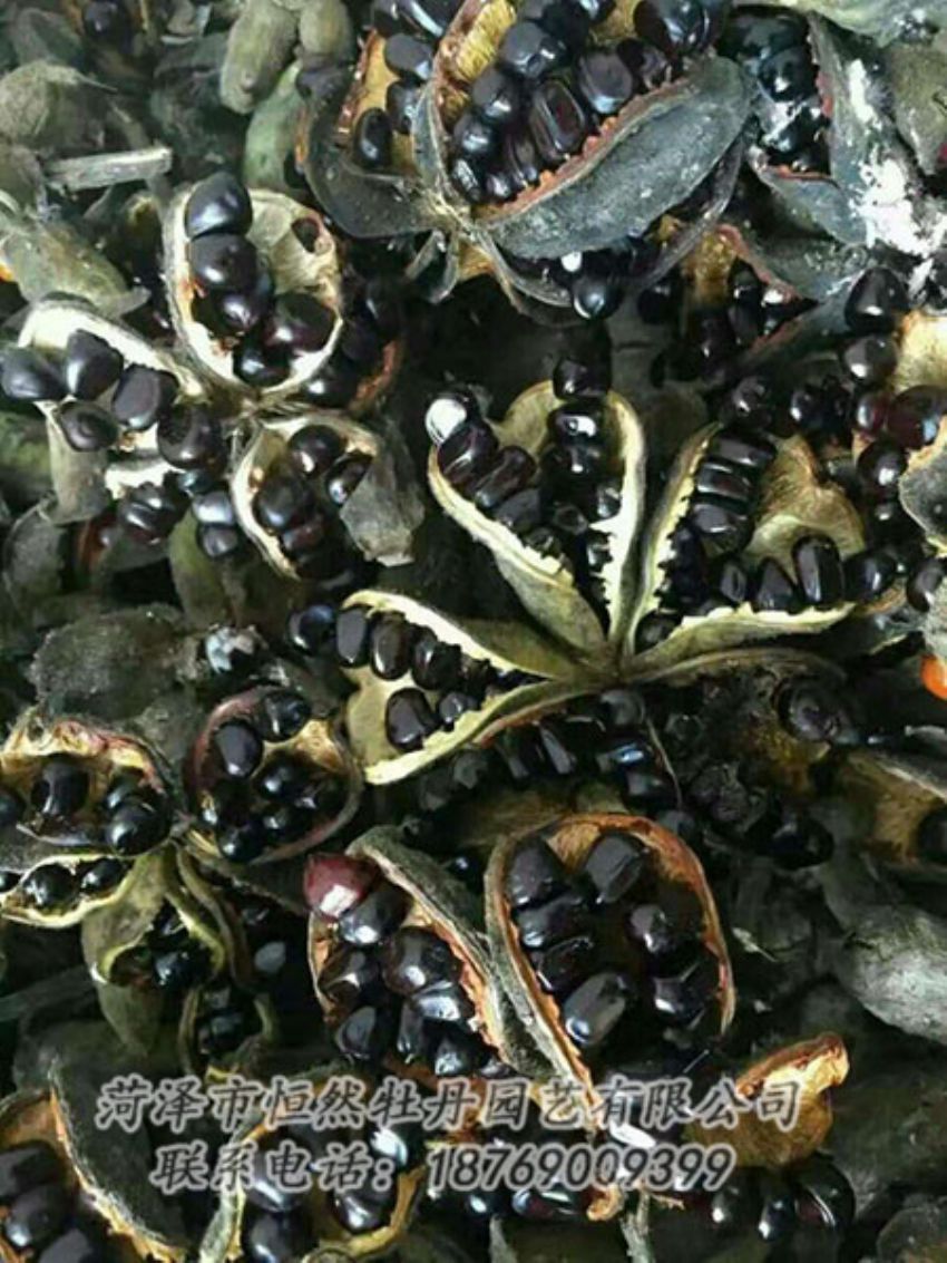 点击查看详细信息<br>标题：油用牡丹 阅读次数：1298
