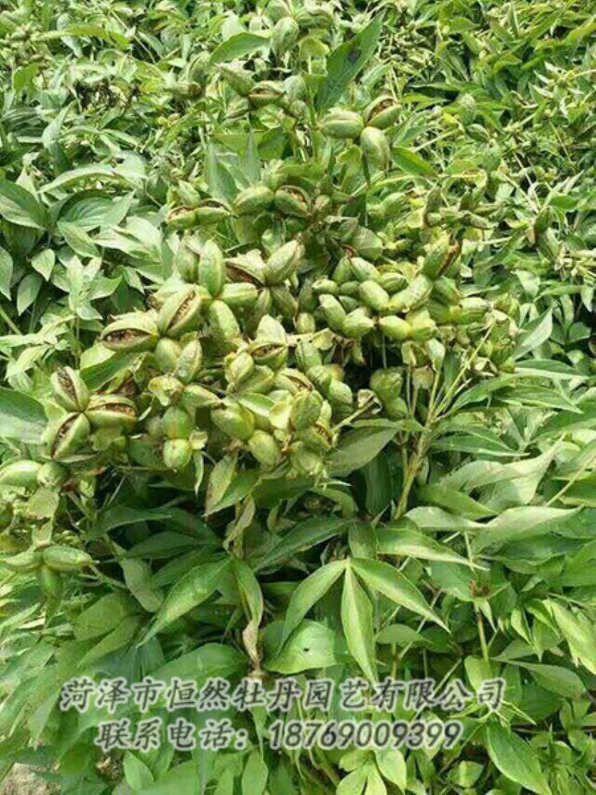 点击查看详细信息<br>标题：油用牡丹 阅读次数：1238