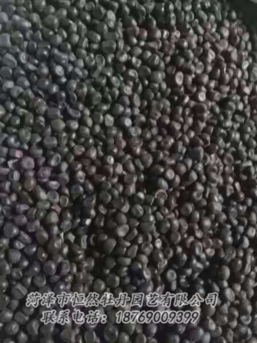 点击查看详细信息<br>标题：油用牡丹 阅读次数：1205