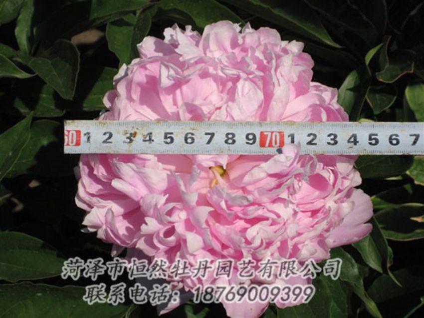 点击查看详细信息<br>标题：桃面争春 阅读次数：1241
