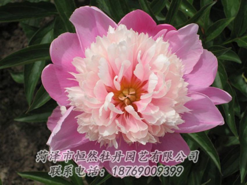 点击查看详细信息<br>标题：莲花台 阅读次数：2052