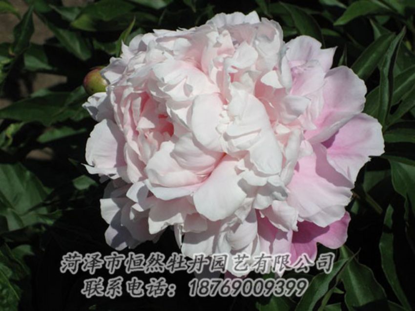 点击查看详细信息<br>标题：粉玉楼 阅读次数：1190