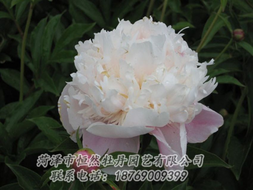 点击查看详细信息<br>标题：粉池滴翠 阅读次数：1236