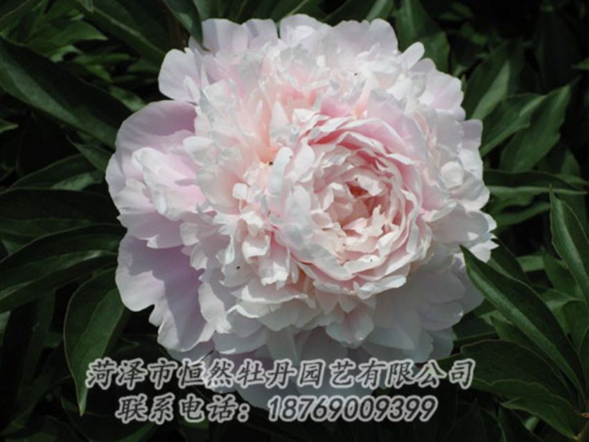 点击查看详细信息<br>标题：迟粉 阅读次数：1223