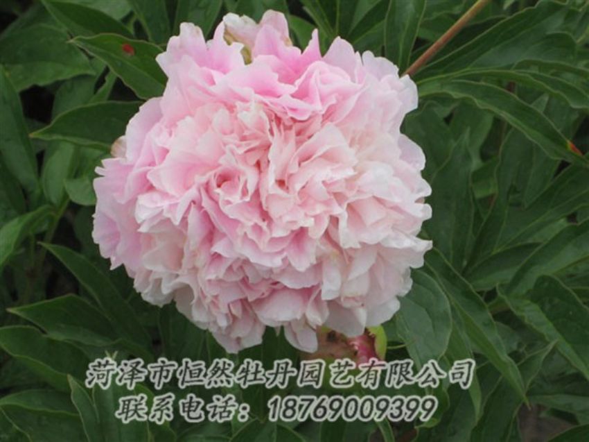 点击查看详细信息<br>标题：粉面桃花 阅读次数：1293