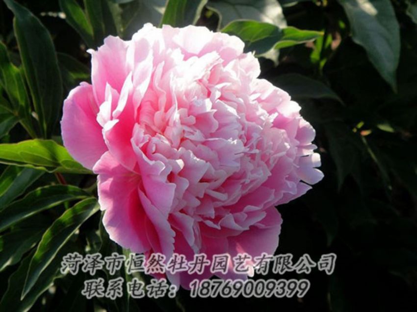 点击查看详细信息<br>标题：粉色芍药 阅读次数：2078