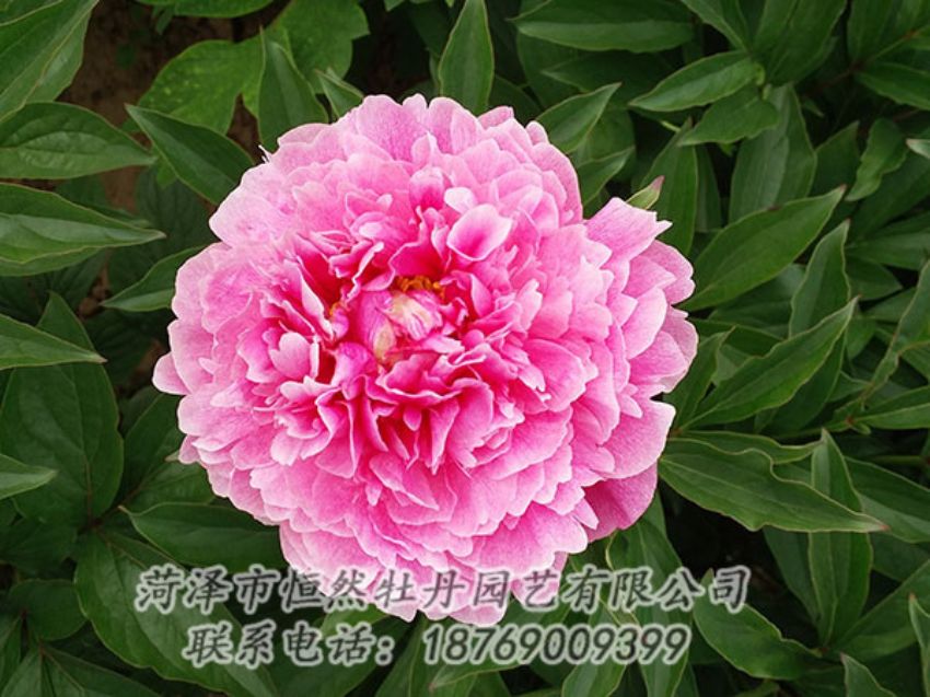 点击查看详细信息<br>标题：粉色芍药 阅读次数：1169