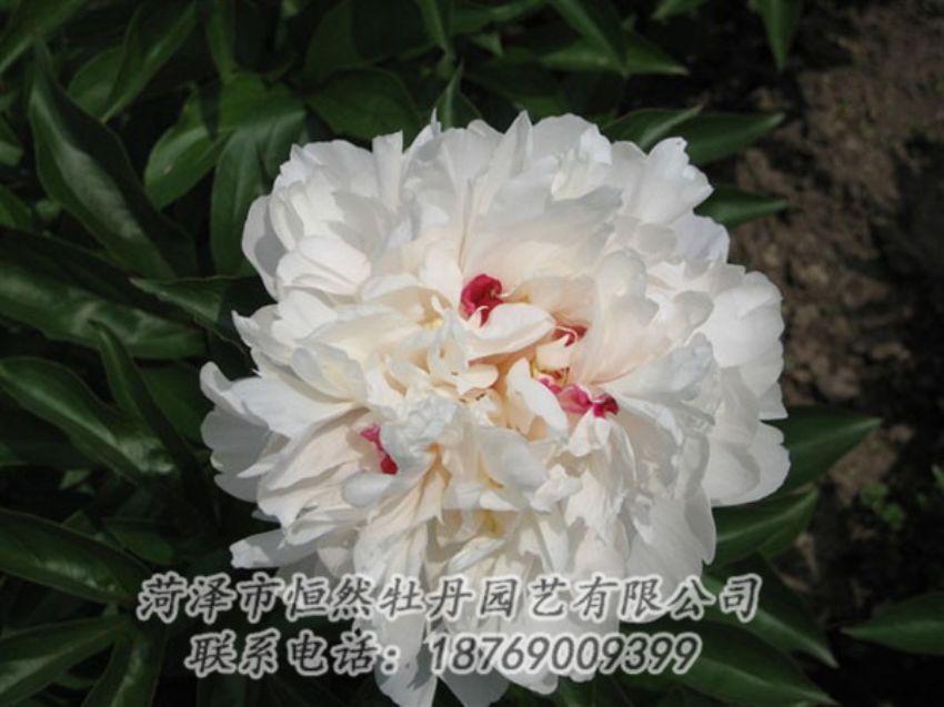 点击查看详细信息<br>标题：雪原红星 阅读次数：1439