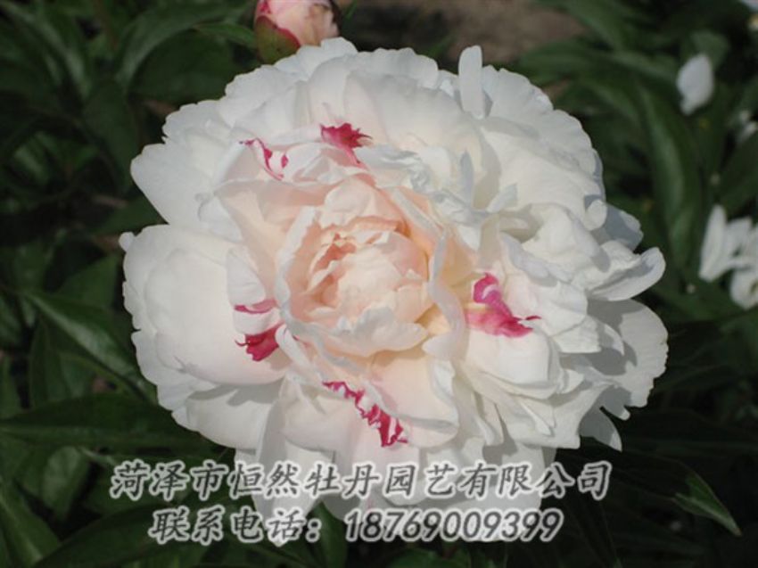 点击查看详细信息<br>标题：五花龙玉 阅读次数：1204
