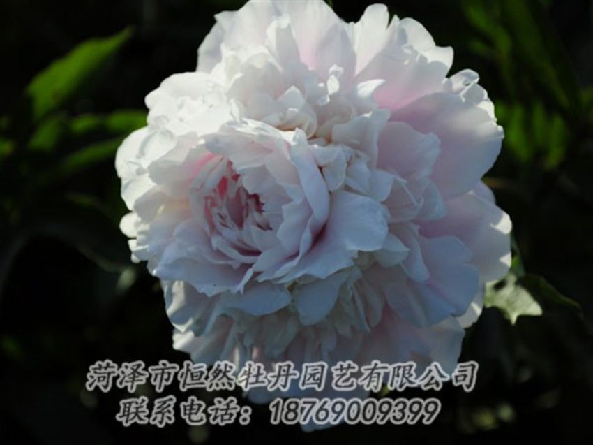 点击查看详细信息<br>标题：粉色芍药 阅读次数：1148