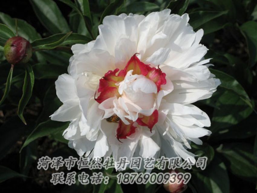 点击查看详细信息<br>标题：无花龙玉 阅读次数：2069