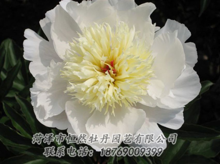 点击查看详细信息<br>标题：金簪刺玉 阅读次数：1237
