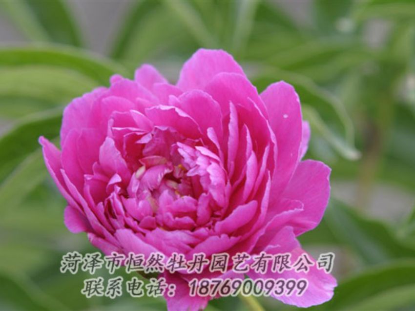 点击查看详细信息<br>标题：红茶花 阅读次数：1038