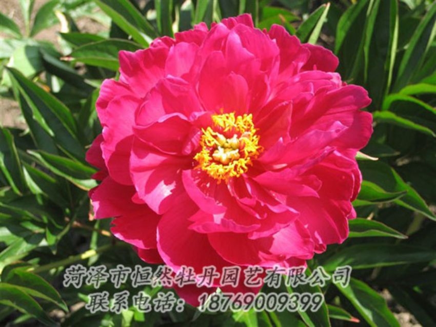 点击查看详细信息<br>标题：大红赤金 阅读次数：1090