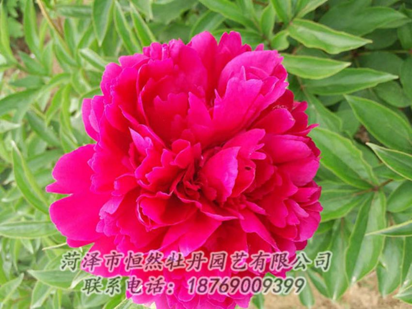 点击查看详细信息<br>标题：红色芍药 阅读次数：1031