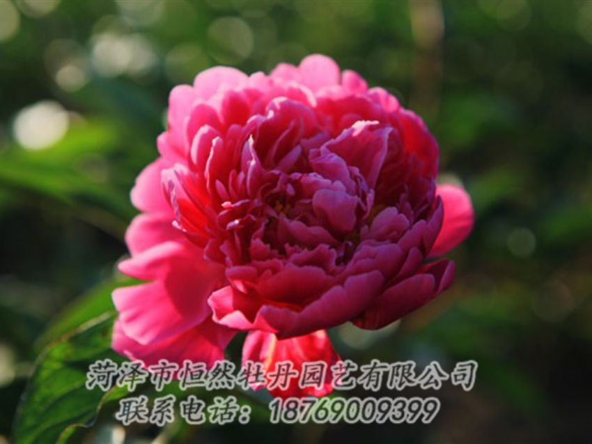 点击查看详细信息<br>标题：大红赤金 阅读次数：1065