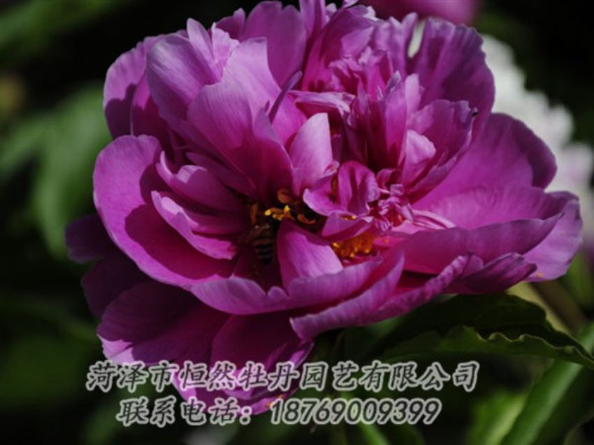 点击查看详细信息<br>标题：紫凌 阅读次数：1148
