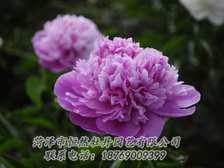 点击查看详细信息<br>标题：紫色芍药 阅读次数：2077