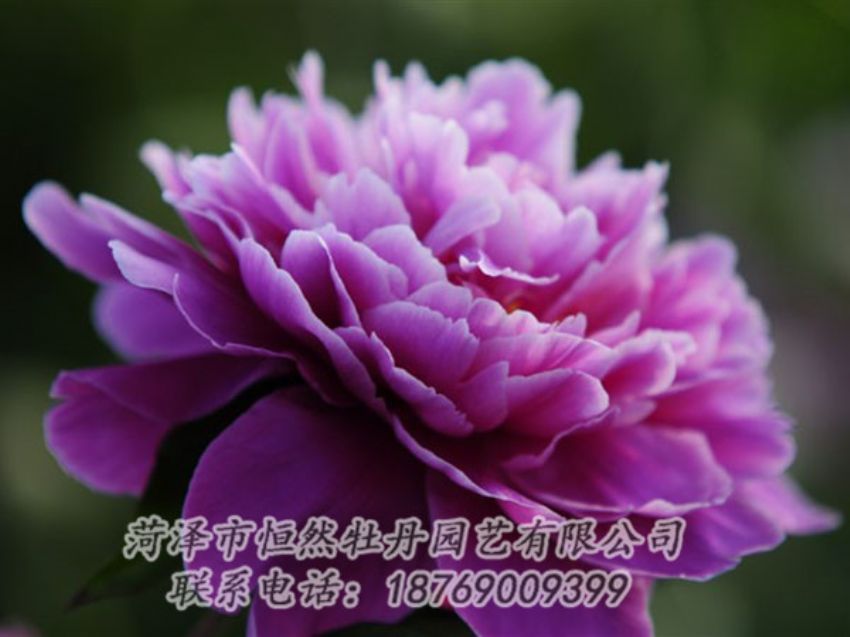 点击查看详细信息<br>标题：紫色芍药 阅读次数：2082
