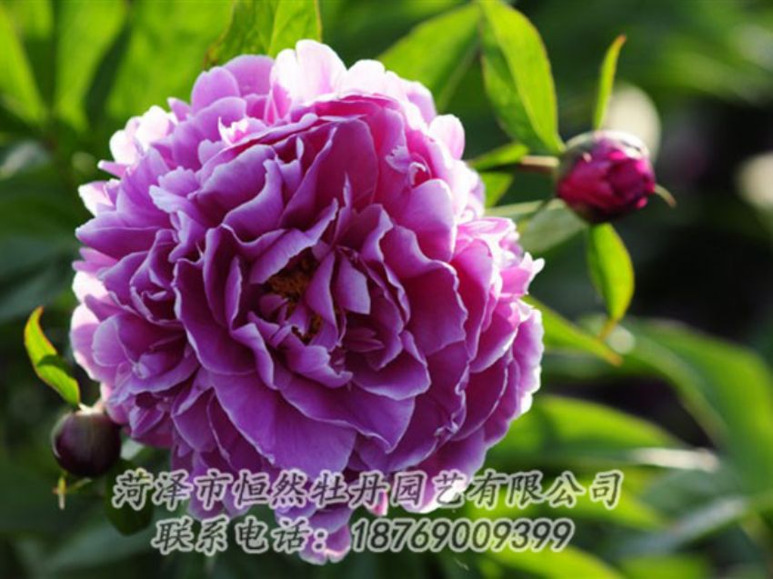 点击查看详细信息<br>标题：紫色芍药 阅读次数：1242