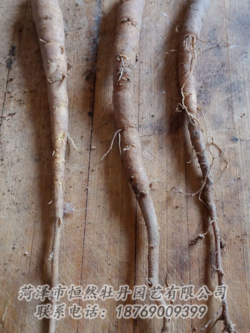 点击查看详细信息<br>标题：一年芍药苗 阅读次数：1102