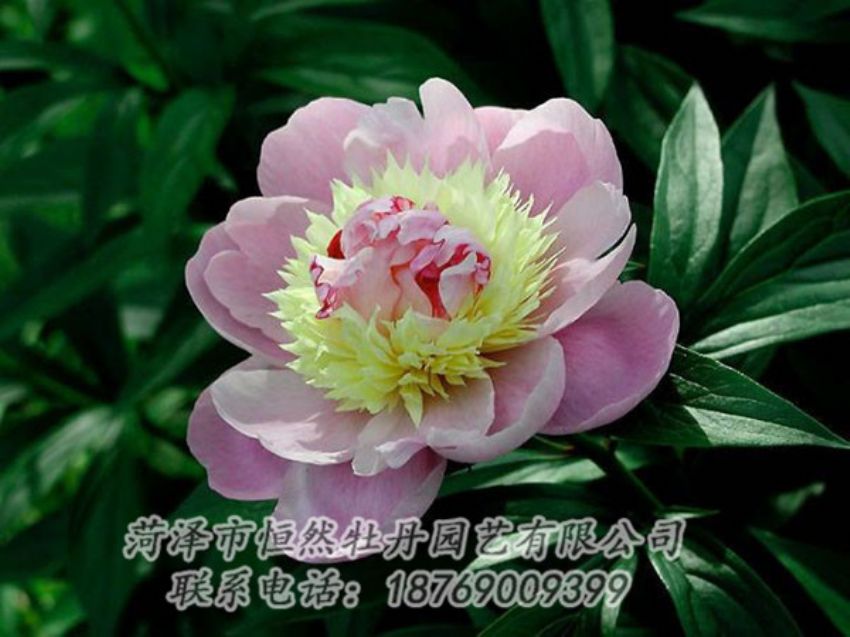 点击查看详细信息<br>标题：复色芍药 阅读次数：1187