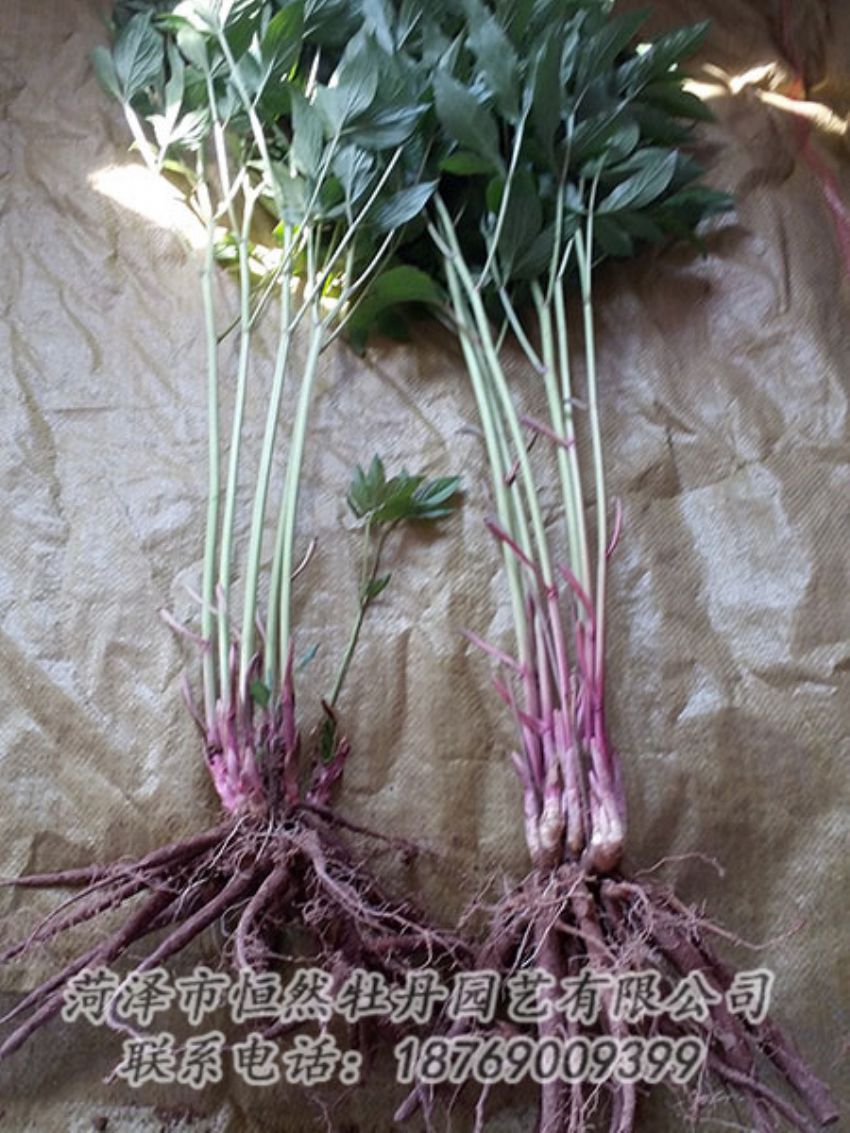 点击查看详细信息<br>标题：二年芍药苗 阅读次数：1173