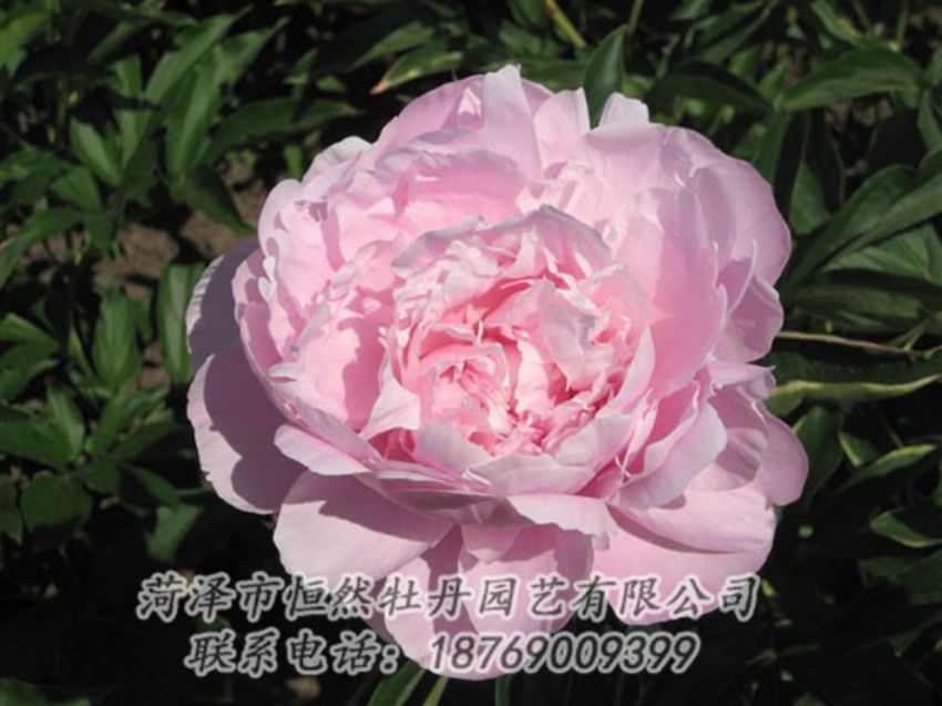 点击查看详细信息<br>标题：蓝田碧玉 阅读次数：2293