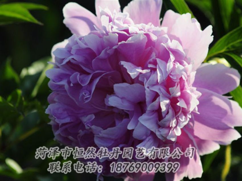 点击查看详细信息<br>标题：蓝菊 阅读次数：1217