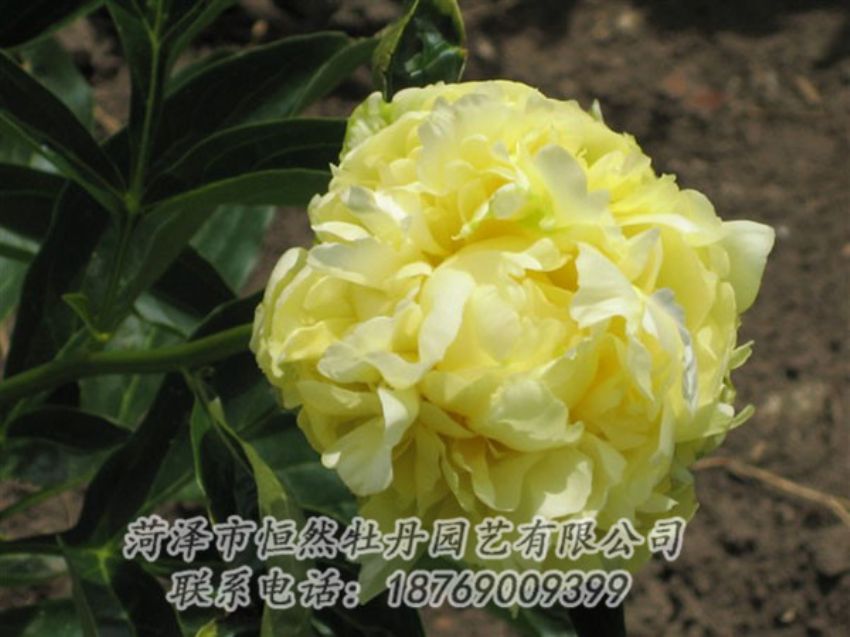 点击查看详细信息<br>标题：黄色芍药 阅读次数：1992