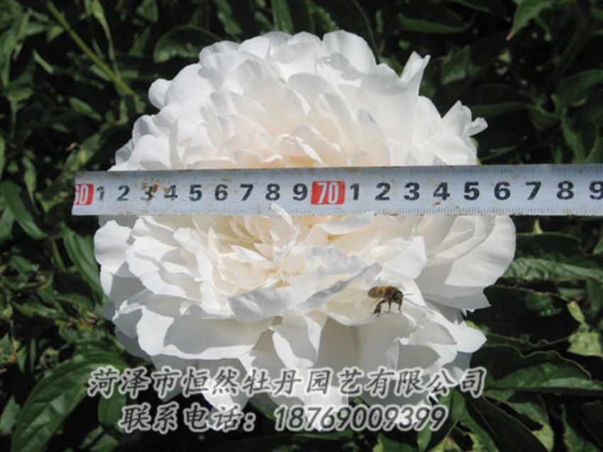 点击查看详细信息<br>标题：杨妃出浴 阅读次数：1239