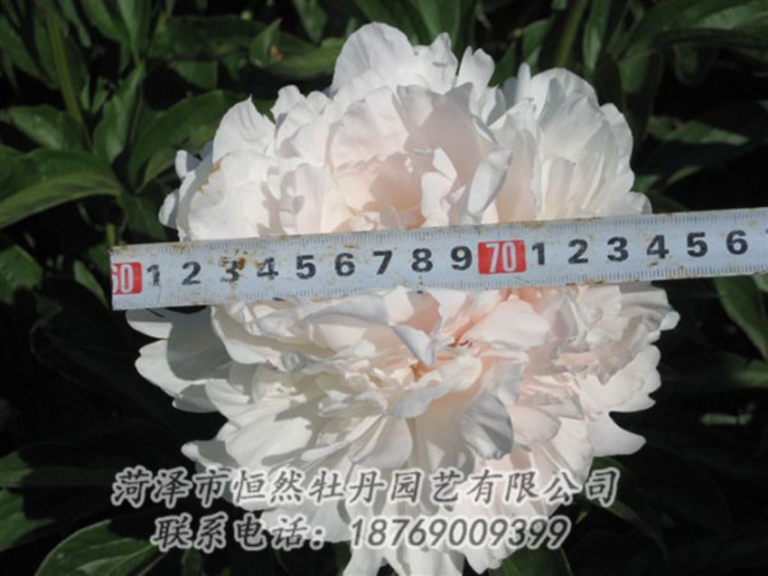 点击查看详细信息<br>标题：雪峰 阅读次数：1112