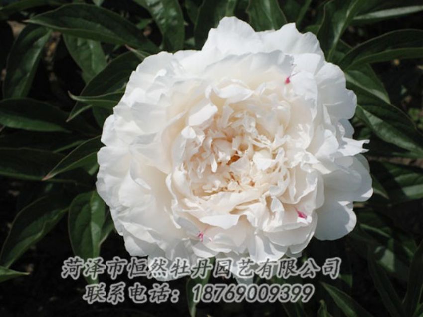 点击查看详细信息<br>标题：娃娃面 阅读次数：1900