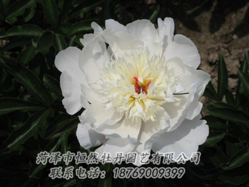 点击查看详细信息<br>标题：凌花晨浴 阅读次数：1216