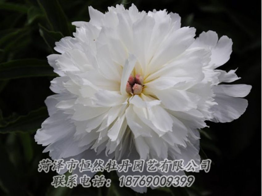 点击查看详细信息<br>标题：玲珑玉 阅读次数：1156