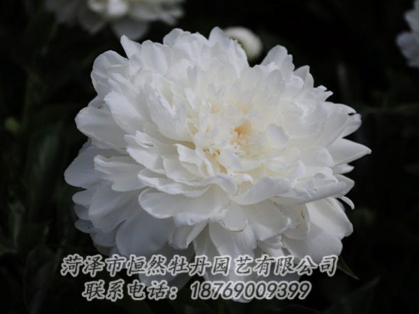 点击查看详细信息<br>标题：白色 阅读次数：1194