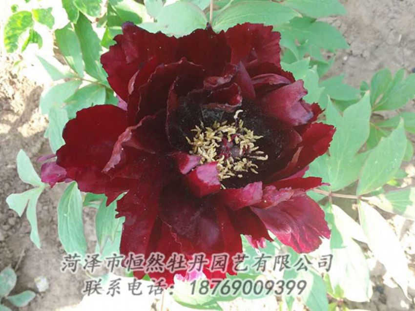 点击查看详细信息<br>标题：黑色牡丹 阅读次数：1873