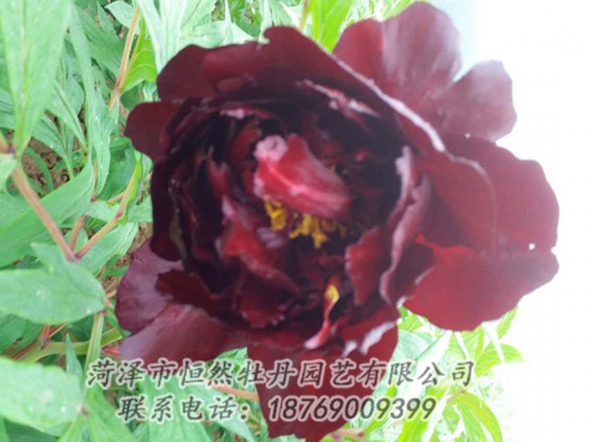 点击查看详细信息<br>标题：黑色牡丹 阅读次数：1161